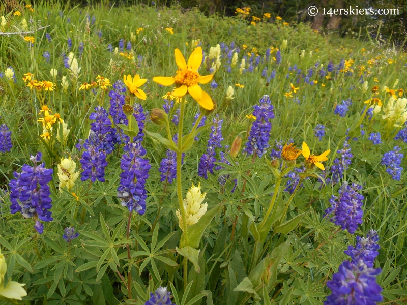 Lupine and paintbrush on Schofield Pass Loop.