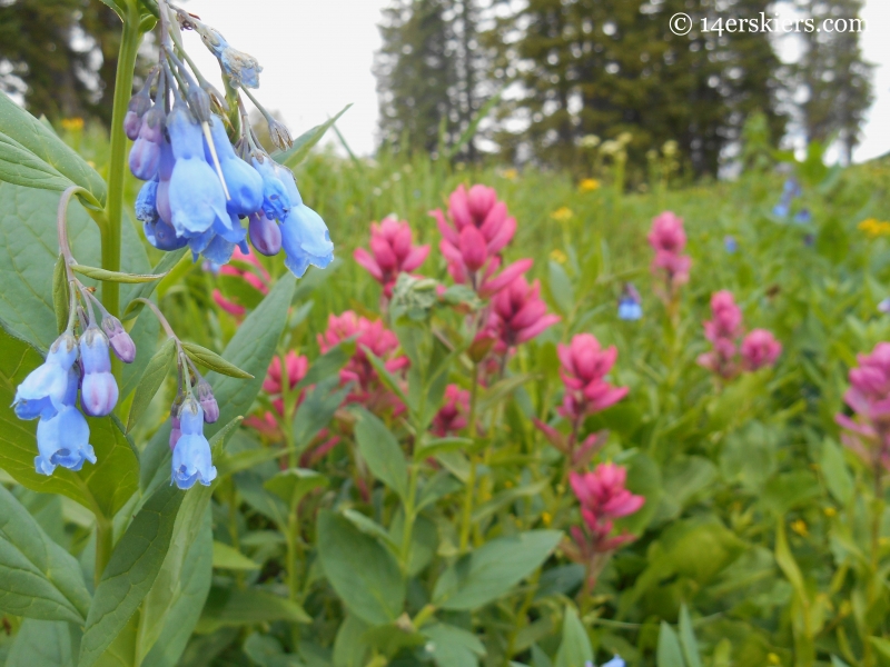 Bluebells & rosy paintbrush on Schofield Pass Loop.