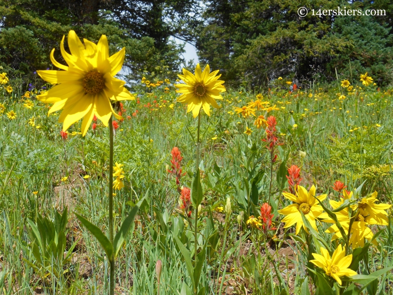 Sunflowers on Schofield Pass Loop