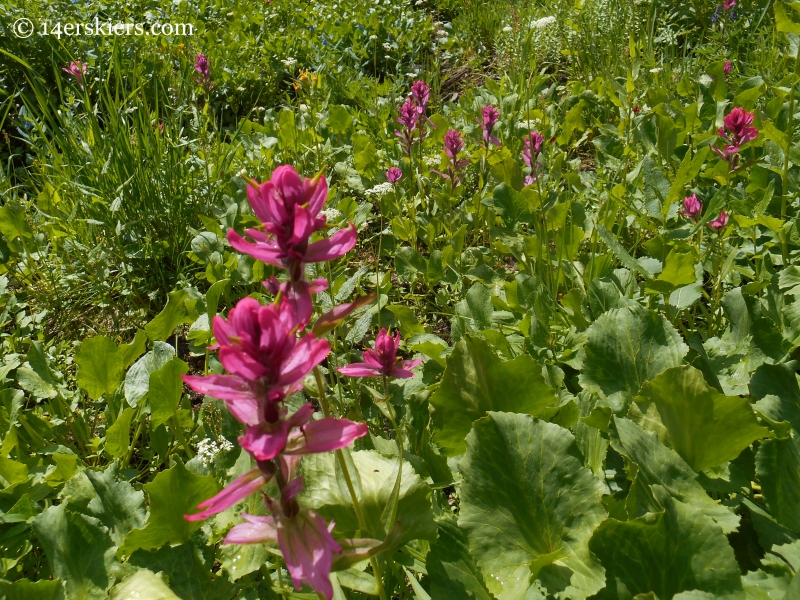 Rosy paintbrush on the Schofield Pass Loop