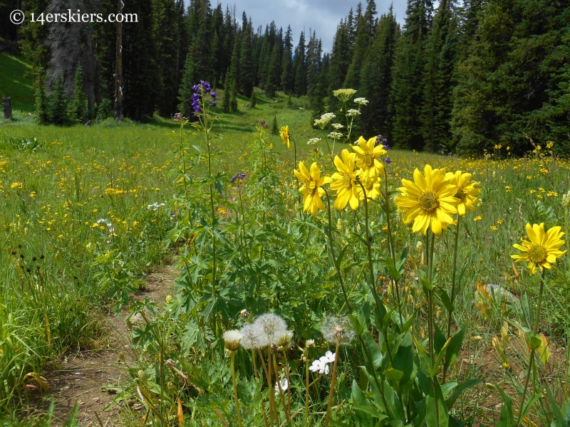 Sunflowers on the Schofield Pass Loop