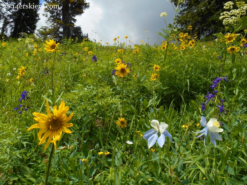 Sunflowers, Lupine, Columbine on Schofield Pass Loop.  