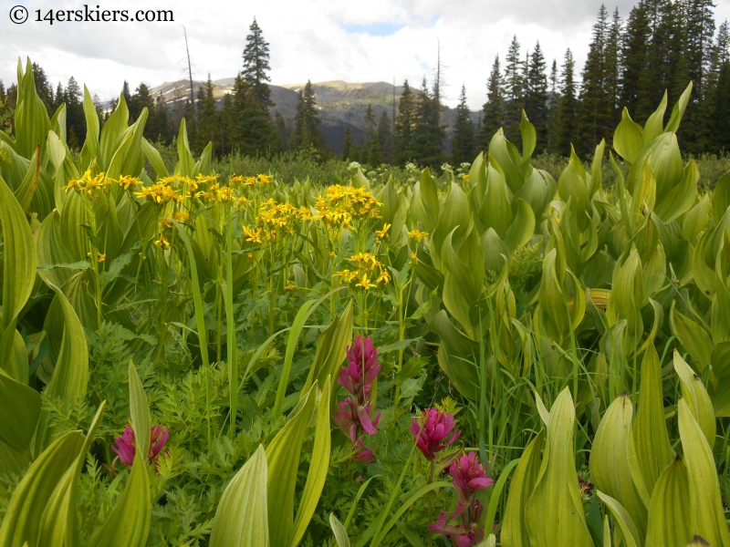 Views on the Schofield Pass Loop