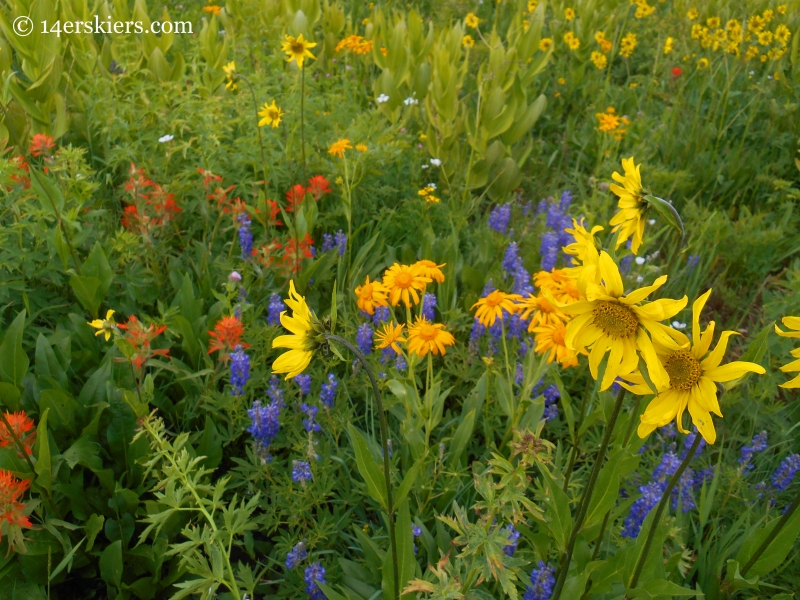 Wildflowers on the Schofield Pass Loop near Crested Butte