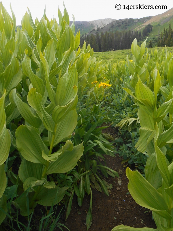 Skunk cabbage or corn lilies on the Schofield Pass Loop. 