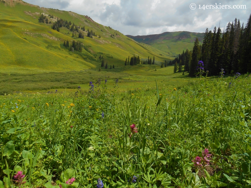 Wildflowers in the East Fork Valley near West maroon