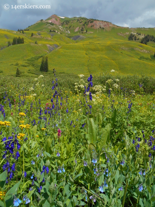 Wildflowers near West Maroon trail