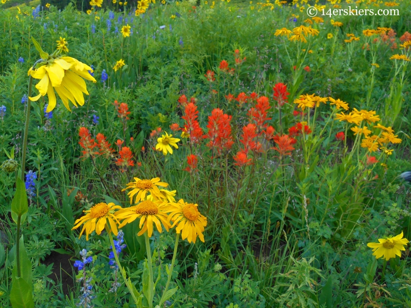 Wildflowers on West Maroon trail