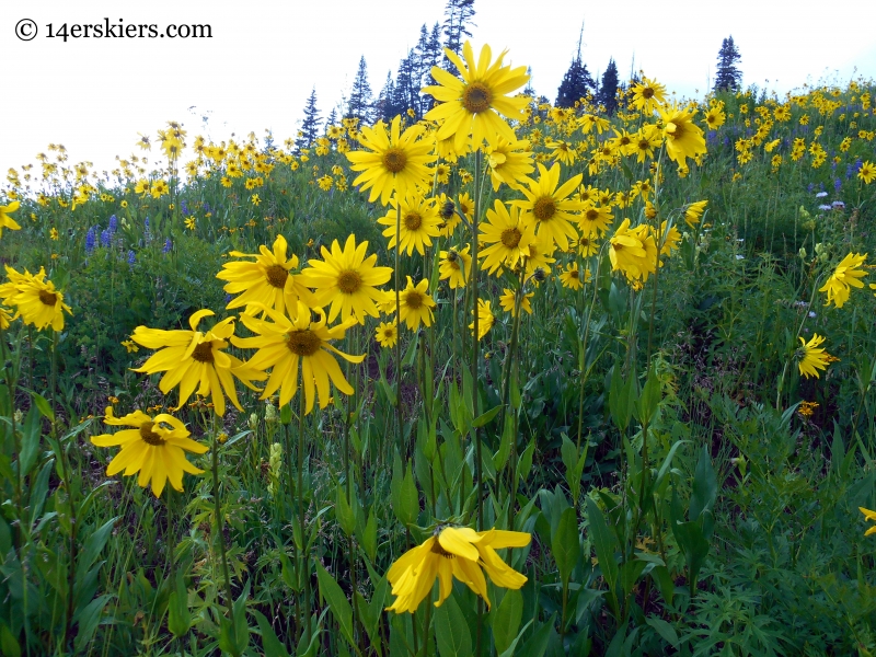 Wildflowers on West Maroon trail
