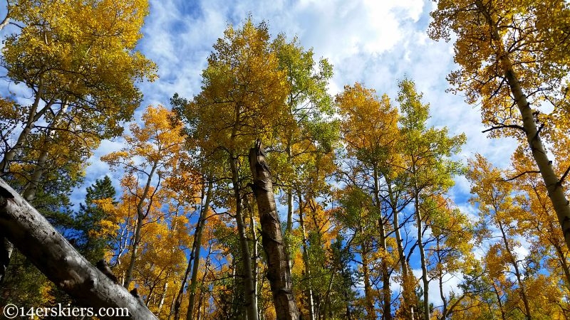 Fall colors in Crested Butte.