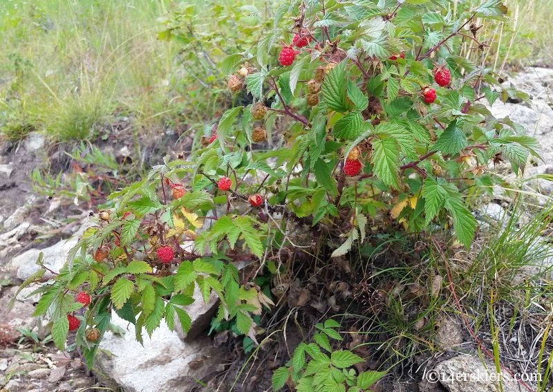 Raspberries