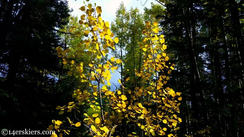 Fall colors in Crested Butte. 