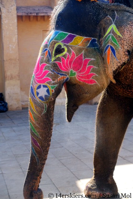 Elephant in India.