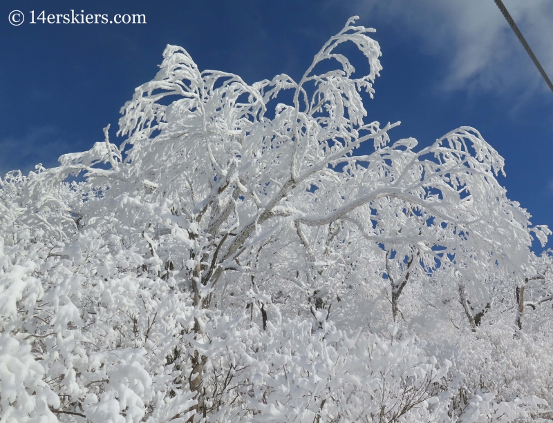 Frosty trees at YongPyong ski resort in South Korea. 