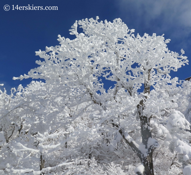 Frosty trees at YongPyong ski resort in South Korea. 