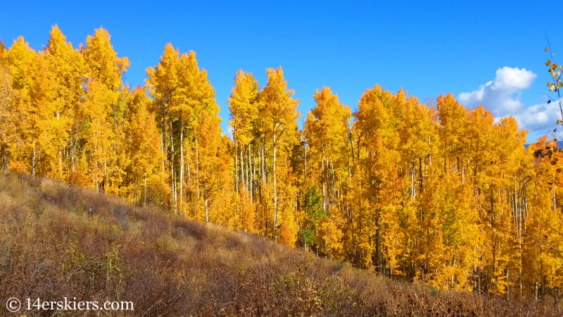 Fall leaves in Snowmass, Colorado.