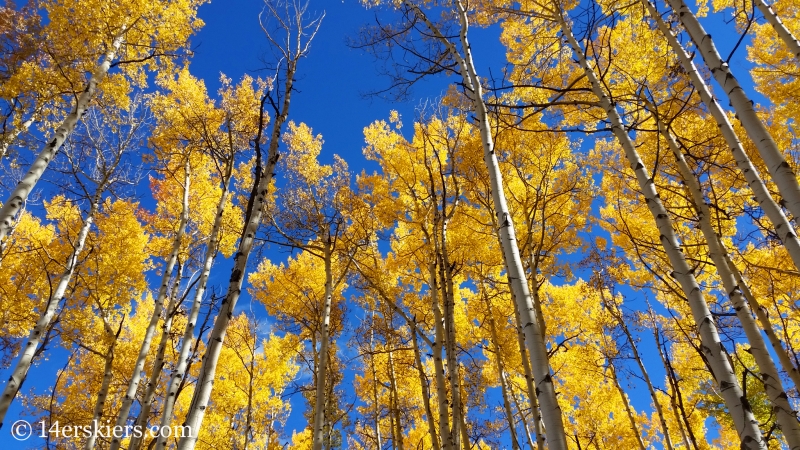 Fall leaves in Snowmass, Colorado.