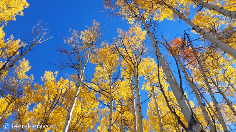 Fall leaves in Snowmass, CO