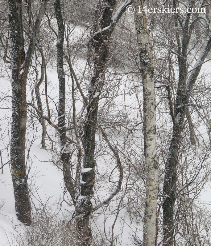 Trees at Yong Pyong ski area in South Korea. 