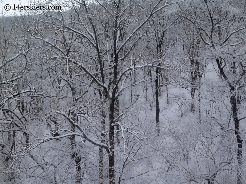 trees at YongPyong ski area in South Korea. 