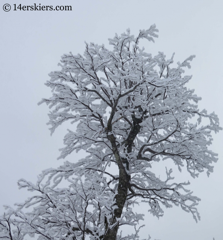 trees with snow at YongPyong ski area in South Korea. 