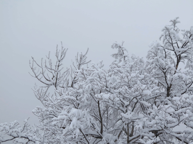 trees with snow at YongPyong ski area in South Korea. 