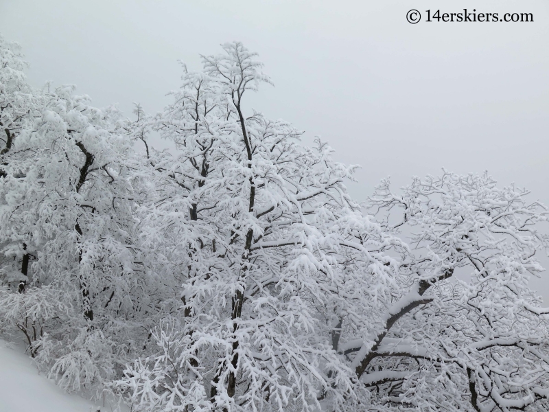 Trees with snow at YongPyong ski area in South Korea. 