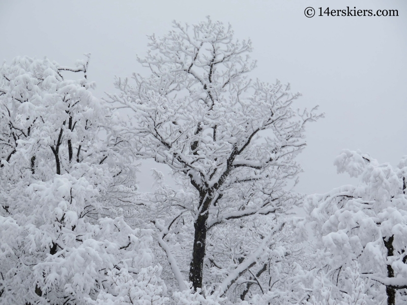 trees with snow at YongPyong ski area in South Korea. 