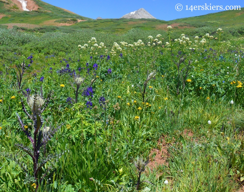 Musk thistle on Crystal Peak Trail near Crested Butte