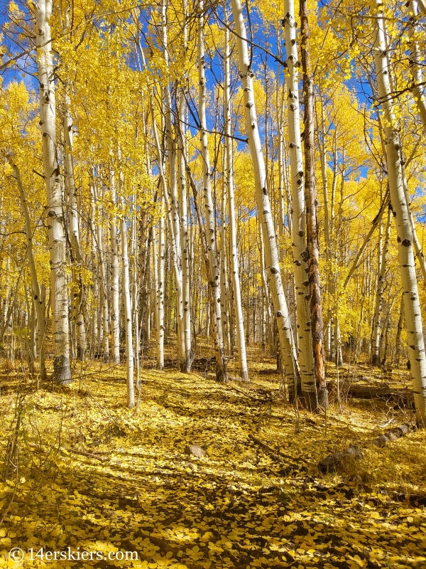 Fall leaves near Ohio Pass.