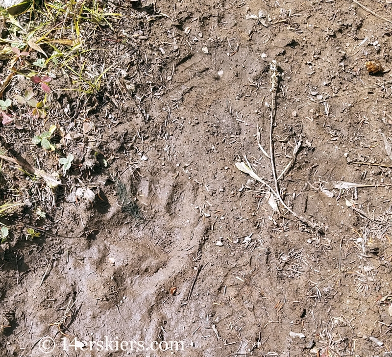 Bear tracks near Swampy Pass.