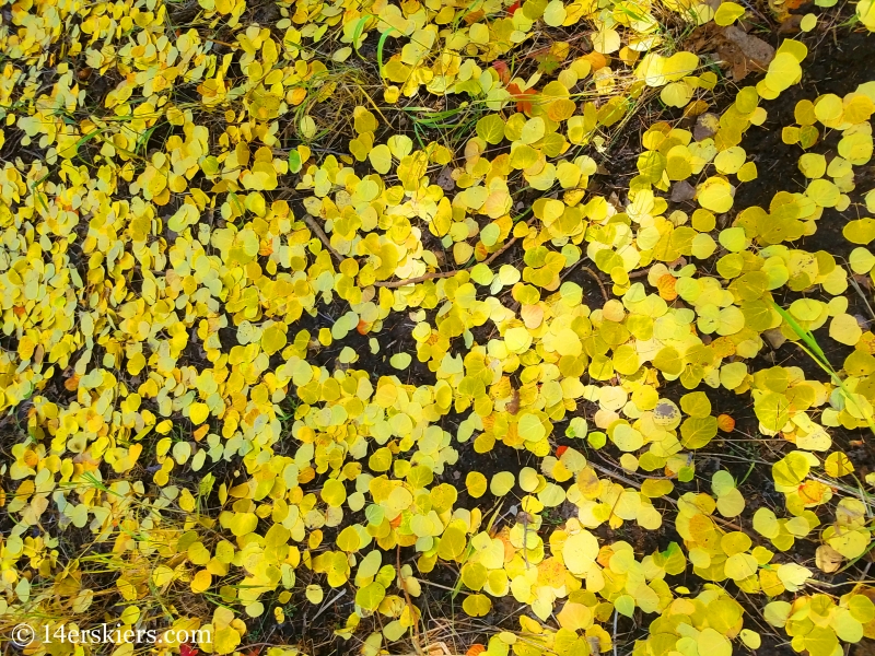 Fall leaves near Crested Butte, CO.