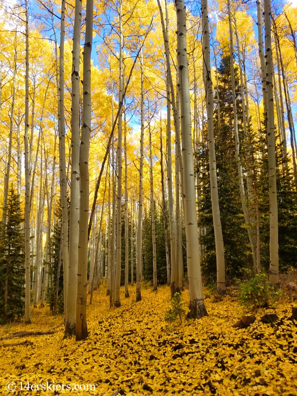 Pass Creek Trail near Crested Butte, CO.