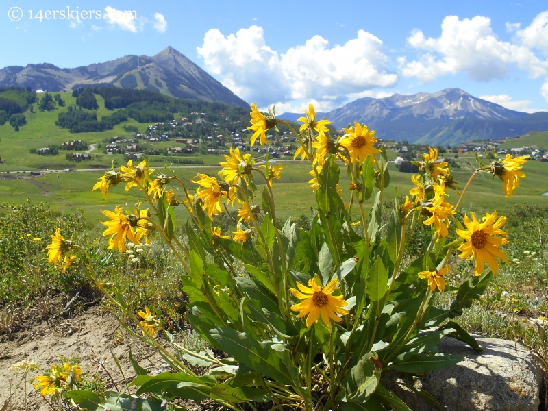 Crested Butte mule's ears.