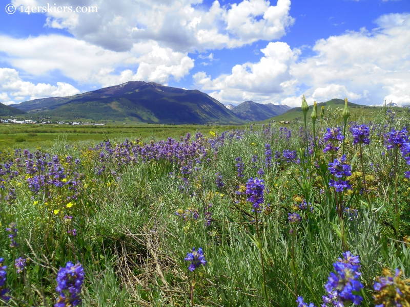 Penstemon wildflowers near Crested Butte