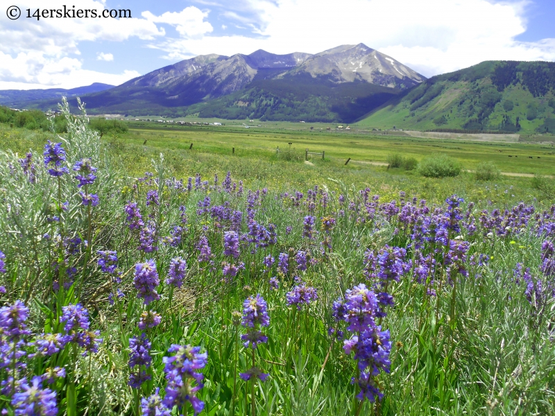 Fields of Penstemon wildflowers near Crested Butte