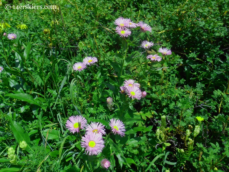 fleabane on Triple Bipass Loope