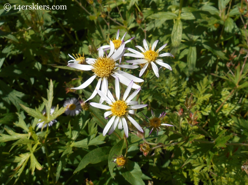 Asters on the Triple Bipass Loop