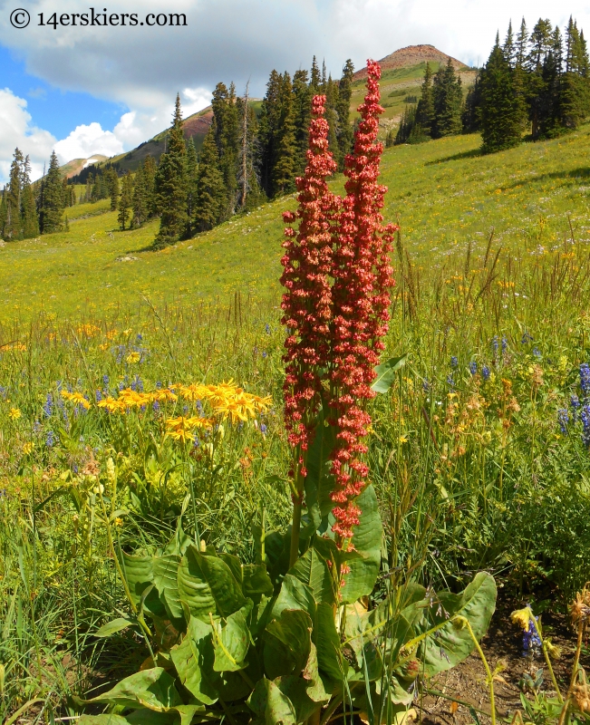 wildflower on Triple Bipass Loop