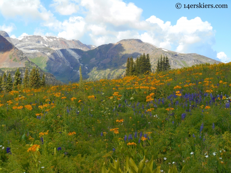 Wildflowers on the Triple Bipass Loop