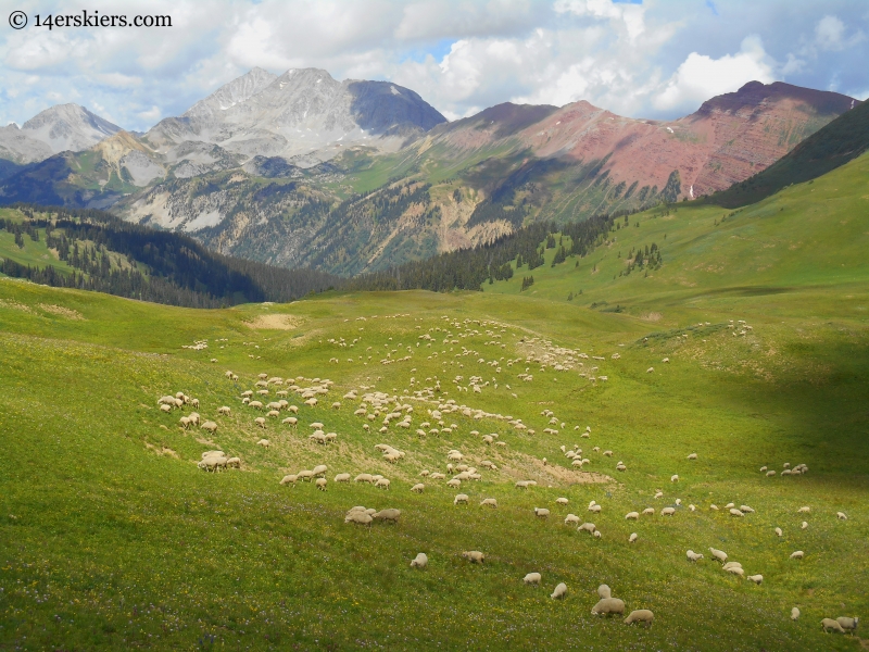 Sheep with Snowmass behind