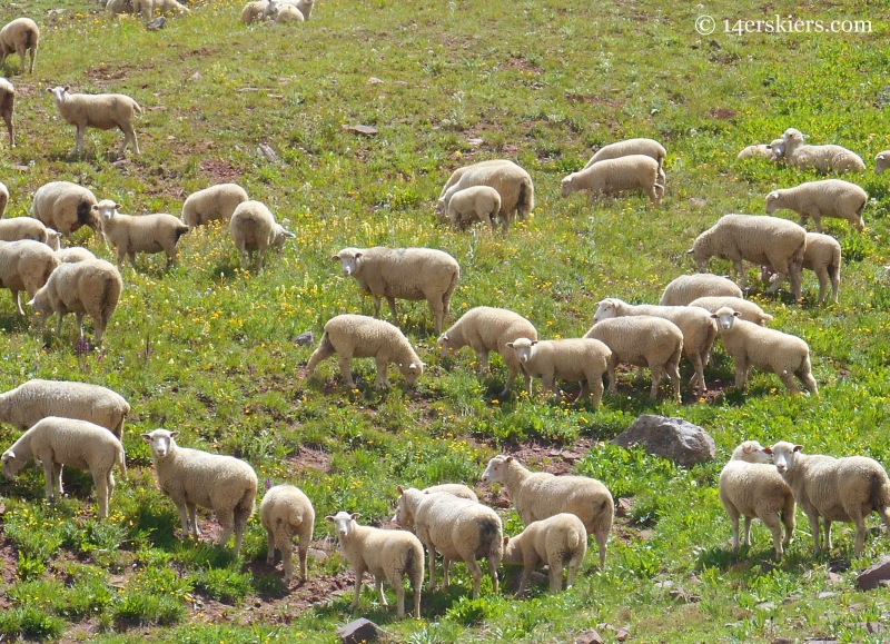 sheep in hidden basin near Hasley Pass