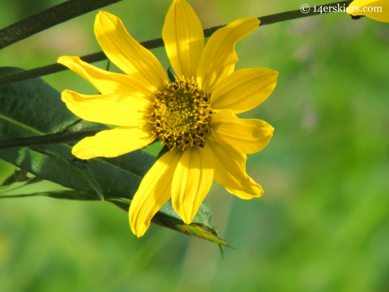 Sunflower on Triple Bipass Loop