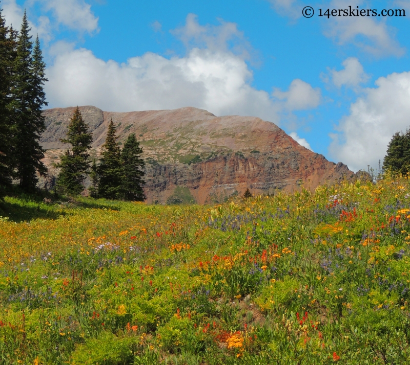 Wildflowers on the way to Hasley Pass