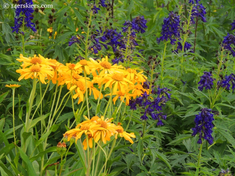 sneezeweed and larkspur near Frigid Air Pass