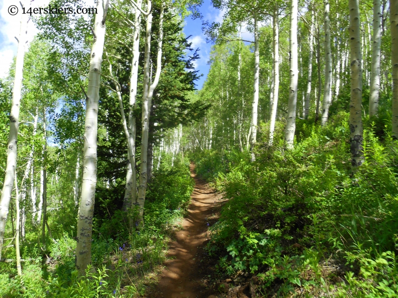 Aspen forest on the Wasatch Crest Trail