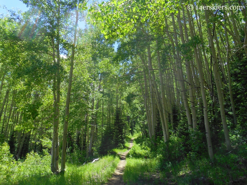 aspen forest