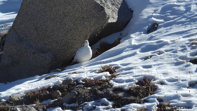 Ptarmigan on top of Canyon Creek Trail near Whitepine.