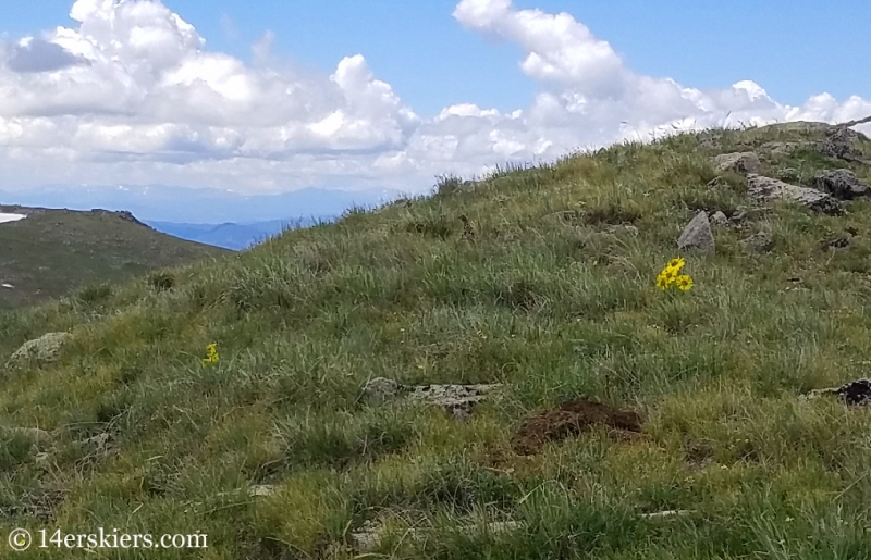 Ptarmigan on Canyon Creek Trail near Whitepine.