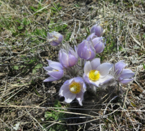 Pasque Flower